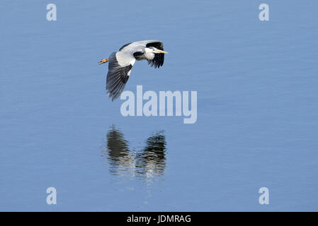 Rauchschwalbe (Hirundo Rustica) am Steinhuder Meer, Deutschland. Stockfoto