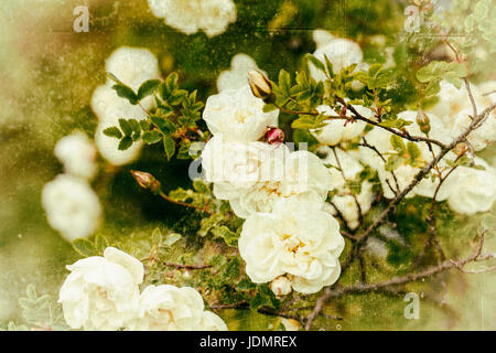 Rosa pimpinellifolia, die Burnett Rose (auch als Scotch Rose bekannt), die besonders mit Schottland verbunden ist, wo sie traditionell Referenz ist Stockfoto