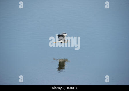 Rauchschwalbe (Hirundo Rustica) am Steinhuder Meer, Deutschland. Stockfoto