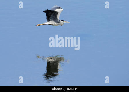 Rauchschwalbe (Hirundo Rustica) am Steinhuder Meer, Deutschland. Stockfoto