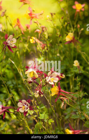 Aquilegia vulgaris L. (Europäische Columbine, gemeinsame Columbine, Omas Schlummertrunk, Oma's Motorhaube) ist eine Pflanzenart aus der Gattung der Columbine in Europa Stockfoto