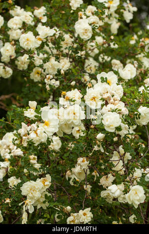 Rosa pimpinellifolia, die Burnett Rose (auch bekannt als Scotch Rose), die insbesondere in Schottland, wo es traditionell Referenz zugeordnet ist Stockfoto