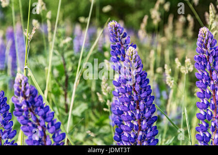 Unter das Dickicht des grünen Grases blühten blaue lupine Blumen Stockfoto