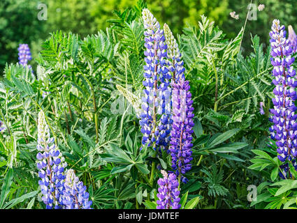 Blaue lupine Blumen wachsen unter das Dickicht des grünen Grases Stockfoto