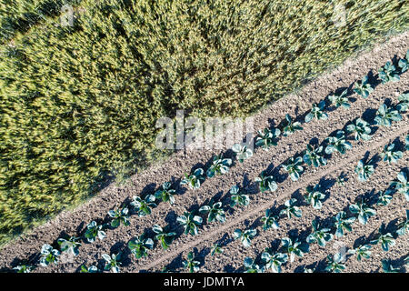 Kohl und Weizen in einem Feld in Bas-Rhin - Elsass, Frankreich Stockfoto