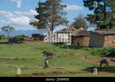 Frau mit Brennholz auf Kopf zu Fuß durch Ort Malealea Mafeteng District Lesotho Südliches Afrika Stockfoto