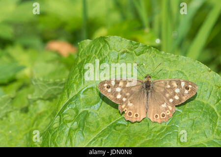 Draufsicht auf einen gesprenkelten Holz Schmetterling, Pararge Aegeria. Ausruhen in der Sonne auf einem Blatt in einem Wald seine geöffneten Flügel trocknen. Stockfoto