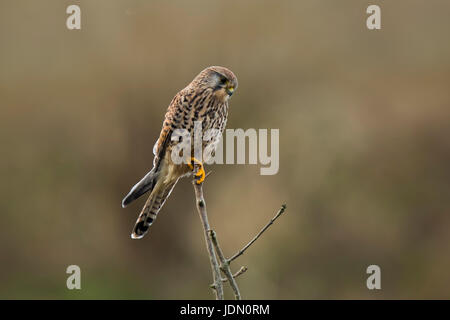 Turmfalken (Falco Tinnunculus) thront auf der Spitze eines Baumes. Beobachten, Observating, Suche und die Jagd. Stockfoto