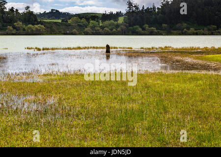 Umgebung von Lagoa Das Furnas auf Sao Miguel. Sao Miguel ist Teil des Azoren-Archipels im Atlantischen Ozean. Stockfoto