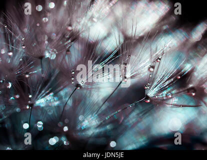 schillernde Kulisse flauschige Samen des Löwenzahns in glänzender Tropfen Morgentau Stockfoto
