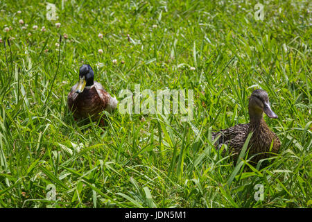 Umgebung von Lagoa Das Furnas auf Sao Miguel. Sao Miguel ist Teil des Azoren-Archipels im Atlantischen Ozean. Stockfoto