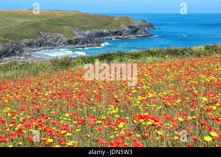 Mohn und Mais Ringelblumen, wilde Blumen an der Küste in der Nähe von Porth Witz, Pentire, Cornwall, England, Großbritannien, uk. Stockfoto