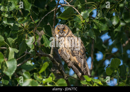 Waldohreule (Asio Otus) Waldohreule Stockfoto