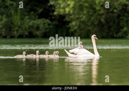 Hoeckerschwan (Cygnus Olor) Mit Jungvoegel Auf Dem Ruecken Stockfoto