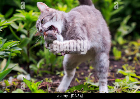 Tabby Katze frisst und wirft die Gefangene Maus Stockfoto