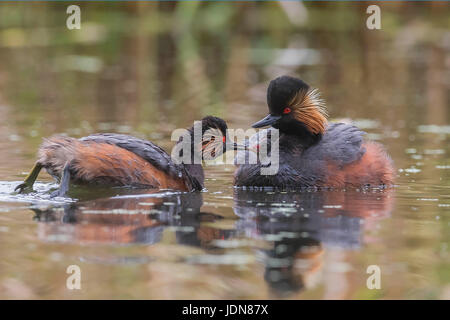 Schwarzhalstaucher (Podiceps Nigricollis) Schwarzhalstaucher Stockfoto