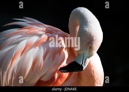 Chilenische Flamingo putzen Stockfoto