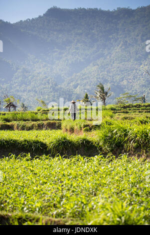 Reisterrassen im Norden von Bali in der Nähe des Mount Agung mit Arbeitern Stockfoto