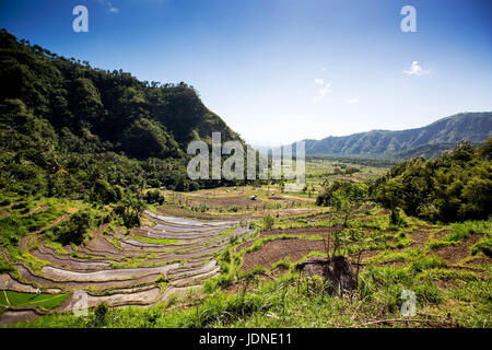 Terrassierte Reisfelder in der Nähe von Ubud, Bali, Indonesien, Süd-Ost-Asien Stockfoto