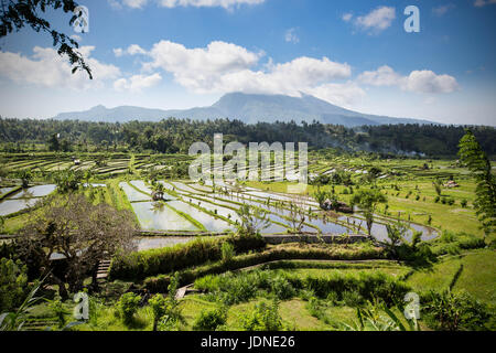 Reisfeld Terrassen im Norden von Bali in der Nähe von Ubud mit Mount Agung im Hintergrund Stockfoto