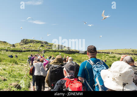 Insel der Mai Besucher von Küstenseeschwalben angegriffen werden, wie sie gehen durch die Seeschwalben nisten Website - Besucher gebeten werden, Hüte zu tragen Stockfoto