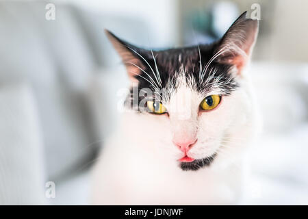 Eine Weiße Katze Mit Schwarzen Flecken Frisst Gras In Den