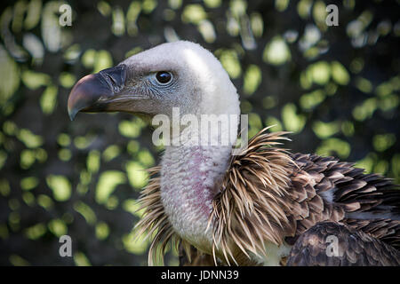 Walter die Ruppell Geier im Besitz von Gauntlet Birds Of Prey auf dem Display an der Cheshire zeigen 2017 Stockfoto