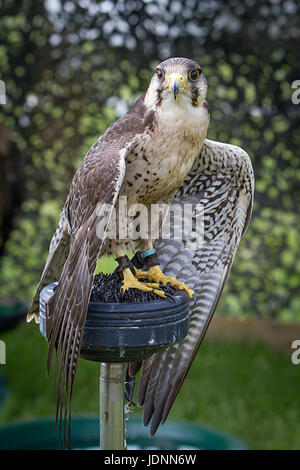 Ferdie Lanner Falcon im Besitz von Gauntlet Birds Of Prey auf dem Display an der Cheshire zeigen 2017 Stockfoto