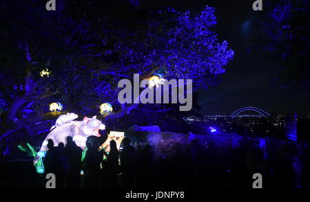 Sydney, Australien - 16. Juni 2017. Tasmanischer Teufel. Riesigen Multimedia-Lichtskulpturen auf dem herrlichen Gelände des Taronga Zoo bei Vivid Sydney Lichter Stockfoto