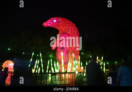 Sydney, Australien - 16. Juni 2017. Pangolin. Riesigen Multimedia-Lichtskulpturen auf dem herrlichen Gelände des Taronga Zoo bei Vivid Sydney Lichter Festiv Stockfoto