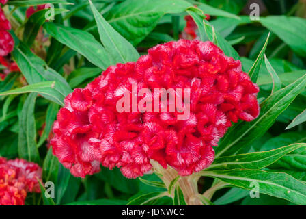 Closeup, Hahnenkamm, chinesische Wolle Blume, Celosia Argentea Stockfoto