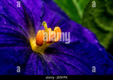 Lila Solanum Blume auf einem Garten Stockfoto