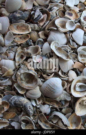 Sea shells Muschelschalen, die Austernschalen hautnah Stockfoto
