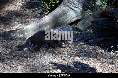 Tamanian Teufel (Sarcophilus Harrisii) auf dem Boden. Seltene Raubtier lebt nur in Tasmanien, Australien. Stockfoto