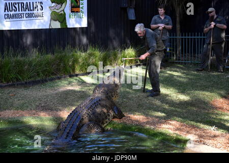 Somersby, Australien - 28. Mai 2017. Fütterung Show von Australiens crankiest Krokodil Elvis Wohnsitz Salzwasserkrokodil bei The Australian Reptile P Stockfoto