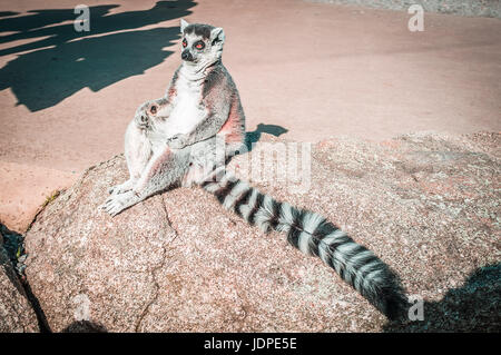 Ring tailed Lemur in meditativer Pose sitzt. Weisheit und Conteplation Konzept mit Textfreiraum Stockfoto