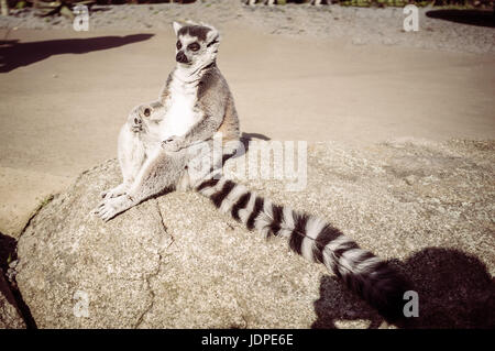 Ring-tailed Lemur zu meditieren. Weisheit und Conteplation Konzept mit Textfreiraum Stockfoto