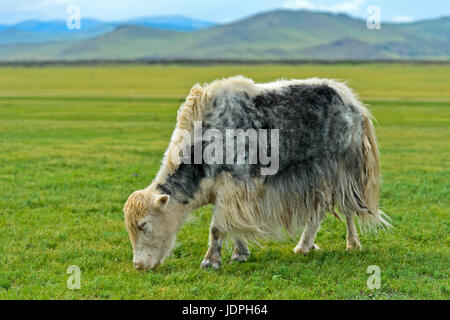 Beweidung Yak (Bos Mutus), Orchon-Tal, Khangai Nuruu National Park, Archangai Aimag, Mongolei Stockfoto