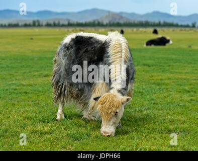 Beweidung Yak (Bos Mutus), Orchon-Tal, Khangai Nuruu National Park, Archangai Aimag, Mongolei Stockfoto