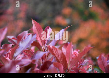 Lila Blüte Sandcherry in voll Blatt. Prunus Cistena. Lila Blatt Sand-Kirsche ist ein klassisches mittlere Strauch mit auffallend rötlich-purp Stockfoto