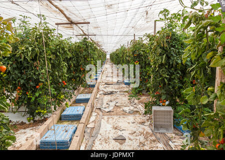 Reihen von Tomatenpflanzen wachsen innerhalb einer industriellen Gewächshauses Stockfoto