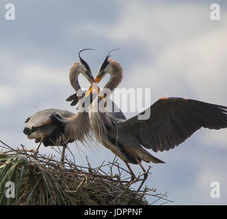 Umwerben Ritual der Great Blue Heron paar (Ardea Herodia) ihre Köpfe in Herzform gebogen. An die Viera Feuchtgebiete in der Nähe von Melbourne Florida erfasst. Stockfoto