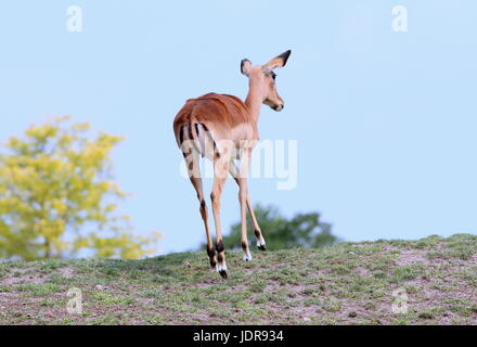 South African Impala Doe (Aepyceros Melampus) zu Fuß auf einem Hügel. Stockfoto