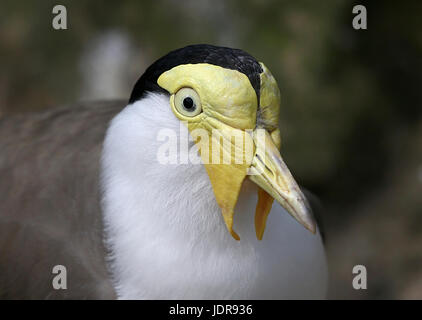 Australische maskierte Kiebitz (Vanellus Meilen) zu schließen, Porträt Stockfoto