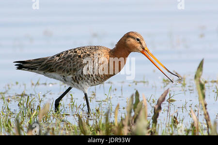 Westlichen europäischen Uferschnepfe (Limosa Limosa) Fütterung, flexible Rechnung öffnen. Stockfoto