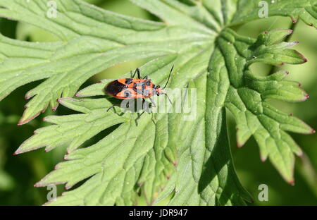 Europäische Zimt Fehler (Corizus Hyoscyami), ein... a. schwarz und rot Squash-bug Stockfoto