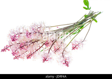 Zart rosa Blütenstand isoliert auf weißem Hintergrund. Studio Photo Stockfoto