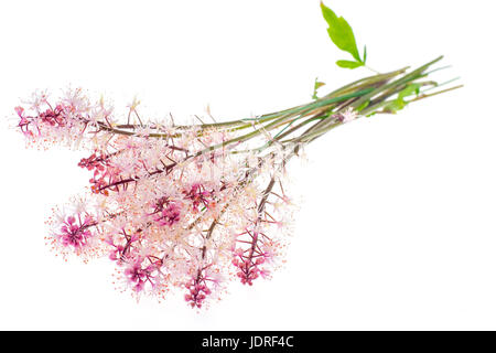 Zart rosa Blütenstand isoliert auf weißem Hintergrund. Studio Photo Stockfoto