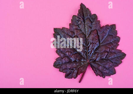Lila Blätter Heuchera auf Pastell rosa Hintergrund. Geringfügigkeit Sommer Konzept. Studio Photo Stockfoto