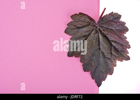Lila Blätter Heuchera auf Pastell rosa Hintergrund. Geringfügigkeit Sommer Konzept. Studio Photo Stockfoto